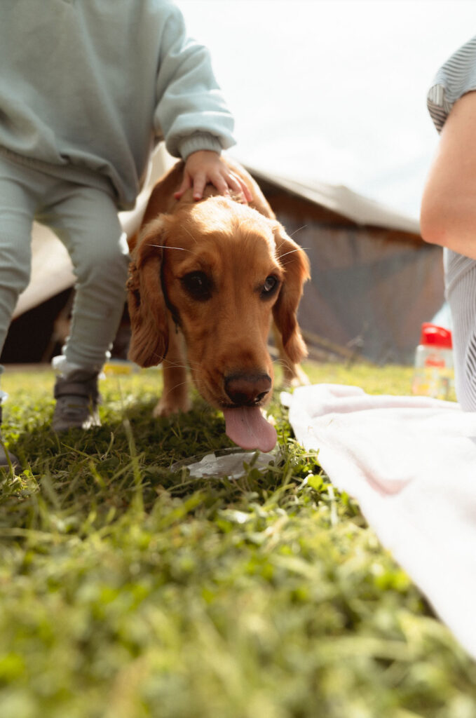 Dog-friendly small wedding venue at Toft Estate
