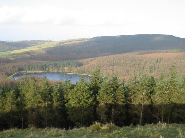 maccforest