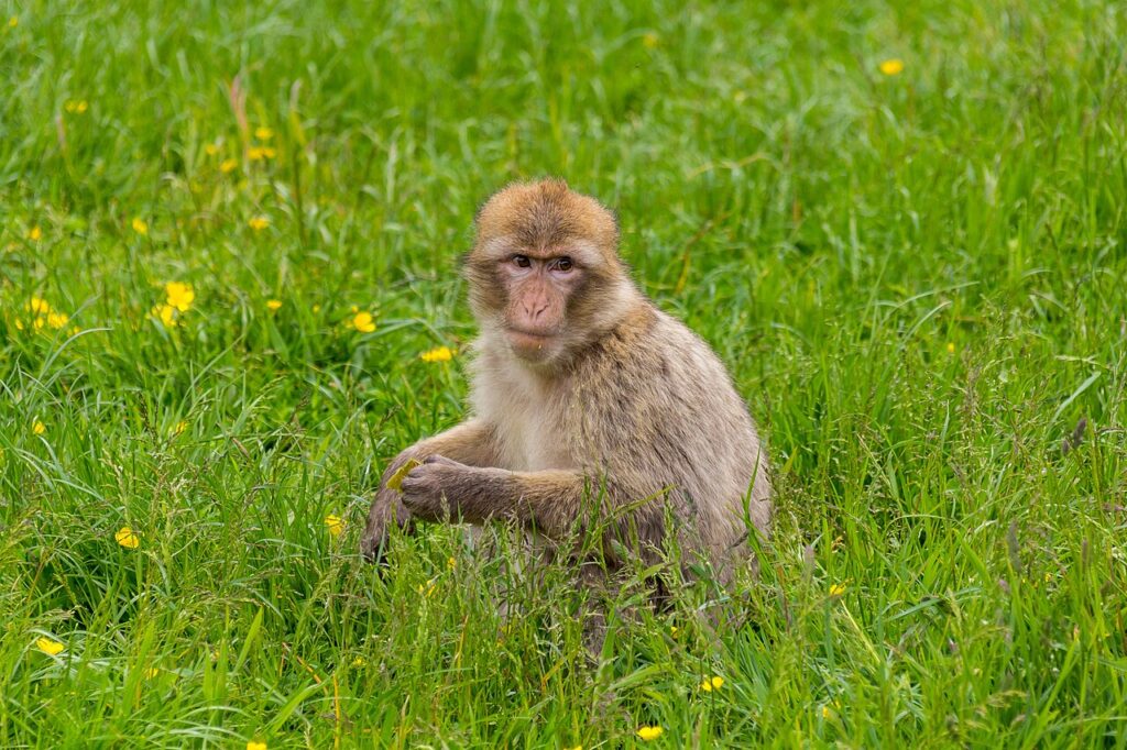 monkey